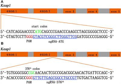 CRISPR/Cas9-Induced Loss of Keap1 Enhances Anti-oxidation in Rat Adipose-Derived Mesenchymal Stem Cells